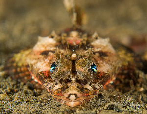 Bright eyes by Mona Dienhart 